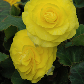 Plant Photo 4