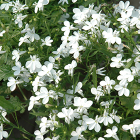 Plant Photo 4