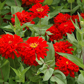 Plant Photo 4