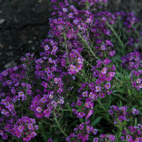 Clear Crystal Purple Shades Sweet Alyssum Lobularia Maritima Clear Crystal Purple Shades In Cornwall Ontario On At Marlin Orchards Garden Centre