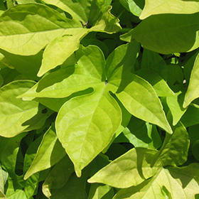 Plant Photo 3