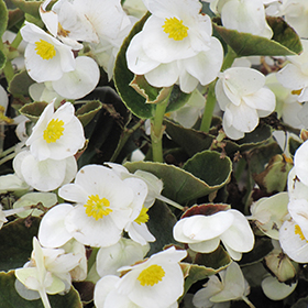 Plant Photo 3