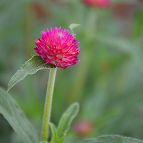 Plant Photo 10