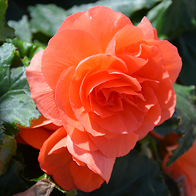 Plant Photo 10