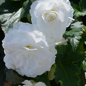 Plant Photo 3