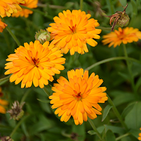 Plant Photo 10