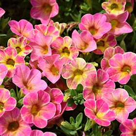 Plant Photo 1