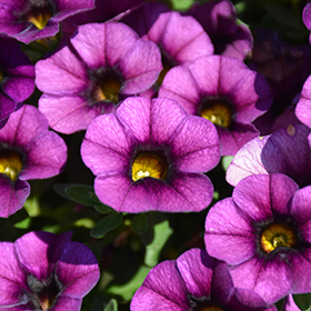 Plant Photo 3