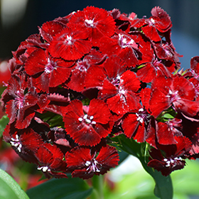 Plant Photo 6