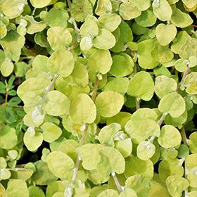 Plant Photo 2