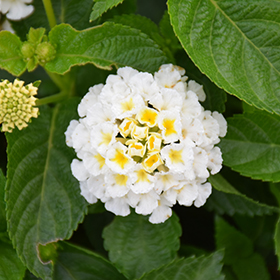 Plant Photo 5