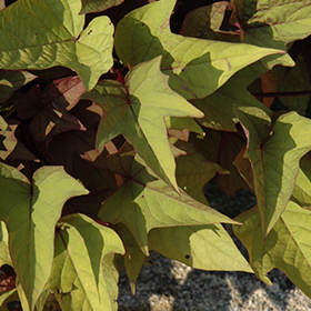 Plant Photo 9