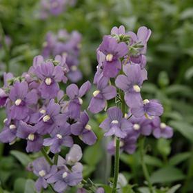 Plant Photo 10