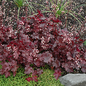 Plant Photo 2