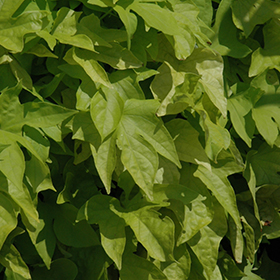Plant Photo 8