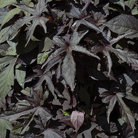 Plant Photo 7