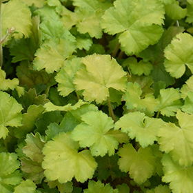 Plant Photo 6