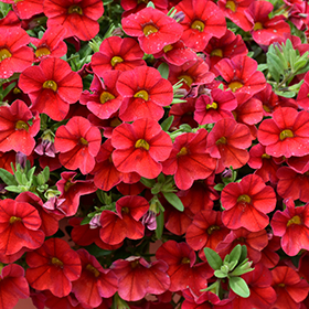Plant Photo 7