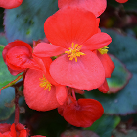 Plant Photo 2