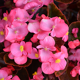 Plant Photo 7