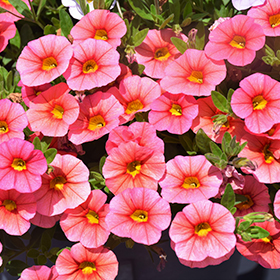 Plant Photo 8