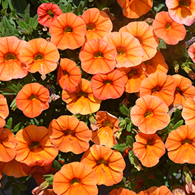 Plant Photo 6