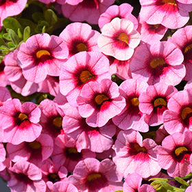 Plant Photo 5