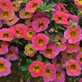 Plant Photo 5