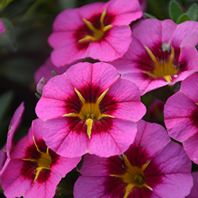 Plant Photo 3