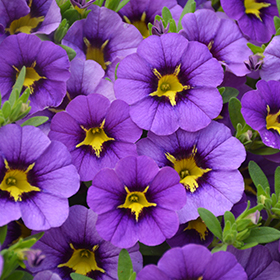 Plant Photo 2
