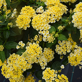 Plant Photo 9