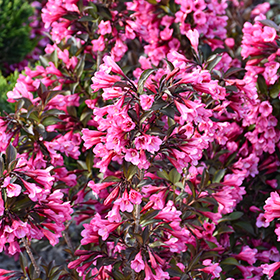 Plant Photo 4