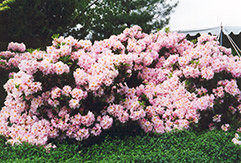 English Roseum Rhododendron (Rhododendron catawbiense 'English Roseum') at Marlin Orchards & Garden Centre