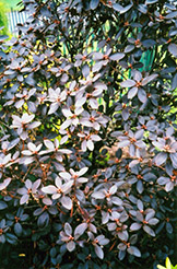 P.J.M. Elite Rhododendron (Rhododendron 'P.J.M. Elite') at Marlin Orchards & Garden Centre