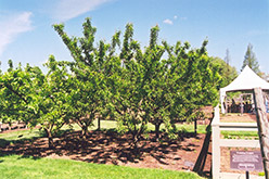Mount Royal Plum (Prunus 'Mount Royal') at Marlin Orchards & Garden Centre