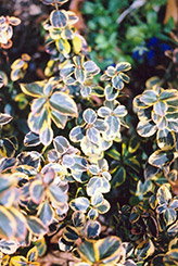 Canadale Gold Wintercreeper (Euonymus fortunei 'Canadale Gold') at Marlin Orchards & Garden Centre