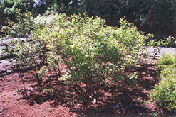 Northland Blueberry (Vaccinium corymbosum 'Northland') at Marlin Orchards & Garden Centre