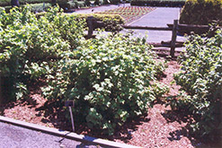 Red Lake Red Currant (Ribes rubrum 'Red Lake') at Marlin Orchards & Garden Centre