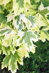 Harlequin Norway Maple (Acer platanoides 'Drummondii') at Marlin Orchards & Garden Centre