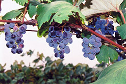 Concord Grape (Vitis 'Concord') at Marlin Orchards & Garden Centre