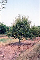 Bartlett Pear (Pyrus communis 'Bartlett') at Marlin Orchards & Garden Centre