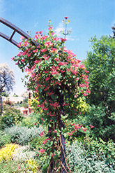 Goldflame Honeysuckle (Lonicera x heckrottii) at Marlin Orchards & Garden Centre