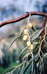 Russian Olive (Elaeagnus angustifolia) at Marlin Orchards & Garden Centre