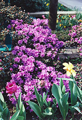 Ramapo Rhododendron (Rhododendron 'Ramapo') at Marlin Orchards & Garden Centre