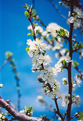 Mount Royal Plum (Prunus 'Mount Royal') at Marlin Orchards & Garden Centre