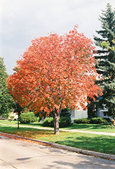Ohio Buckeye (Aesculus glabra) at Marlin Orchards & Garden Centre