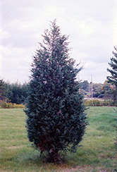 Moffett Juniper (Juniperus scopulorum 'Moffettii') at Marlin Orchards & Garden Centre