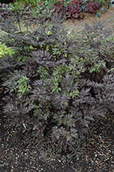 Black Negligee Bugbane (Actaea racemosa 'Black Negligee') at Marlin Orchards & Garden Centre
