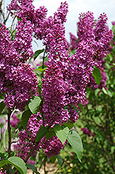 Ludwig Spaeth Lilac (Syringa vulgaris 'Ludwig Spaeth') at Marlin Orchards & Garden Centre