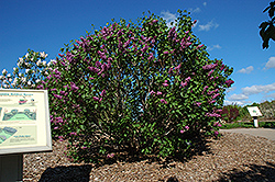 Sensation Lilac (Syringa vulgaris 'Sensation') at Marlin Orchards & Garden Centre